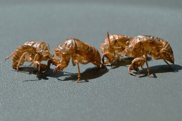 セミの脱皮・羽化・抜け殻