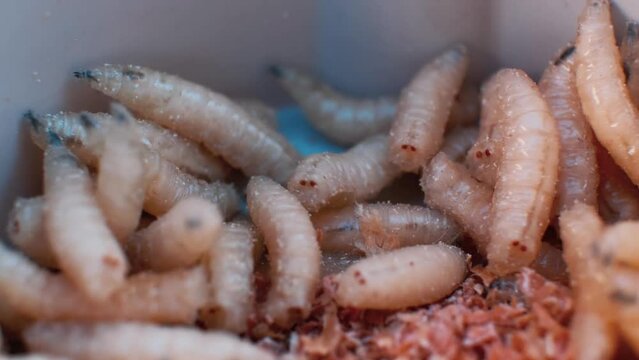 Close-up of the maggots. The larvae move in the plastic box.