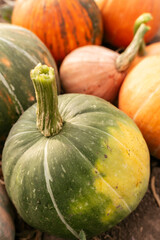 Various varieties of pumpkins in the garden. Colorful vegetables.
