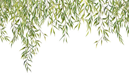 Watercolor Willow leaves isolated on white background