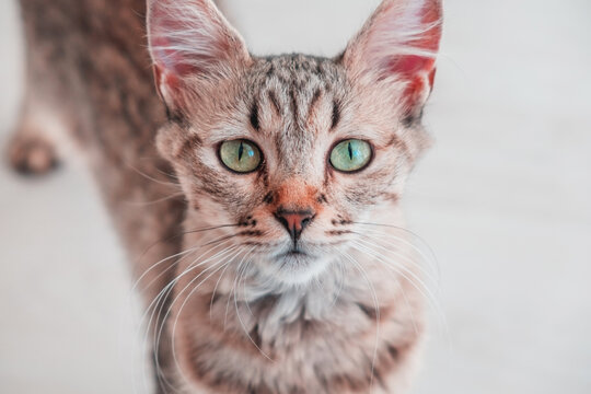 Cat portrait. Lovely cat of the Pixie Bob breed, hybrid cross with the Iberian lynx. Adorable shot of a feline with long and cute whiskers, furry and pointed ears. Amazing green pussy eyes.