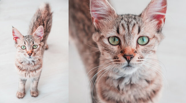Close-up portrait of a tabby cat of the Pixie Bob breed, hybrid cross with the Iberian lynx. Diptych of a feline with long and cute whiskers, furry and pointed ears. Amazing green pussy eyes.