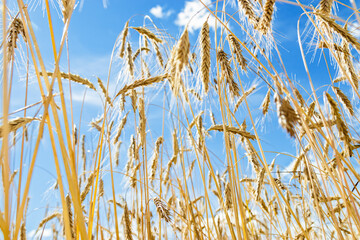 Grain crops on field against blue sky. View below of grains crop on field. Harvest wheat, barley, rye as trend blurred background. Ripe ears of cereals at sunlight, aesthetic landscape - obrazy, fototapety, plakaty