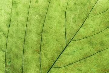Naklejka na ściany i meble Macro photo of autumn green elm leaf with natural texture as nature background. Fall colors aesthetic backdrop with green leaves texture close up with veins, autumnal foliage, beauty of nature.