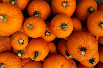 lots of pumpkins at the open farmer's market