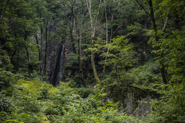 Obraz premium 깊은 숲 속 나무에 둘러 쌓인 폭포