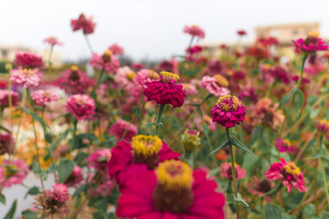 Obraz na płótnie Canvas Beautiful shot of multicolored zinnia elegans in the field,with selective focus, high-quality background.