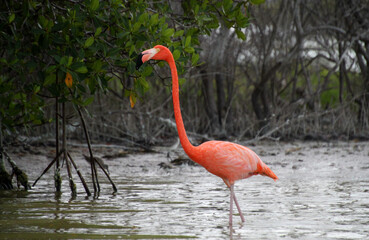 Pink American Flamingos at a lagoon Rio Lagartos River, which is part of a natural reserve in Yucatan Peninsula, Mexico. An ecosystem of mangrove forest. Salt-tolerant trees with a complex root system