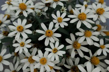 Star White Zinnia flower background, with selective focus.