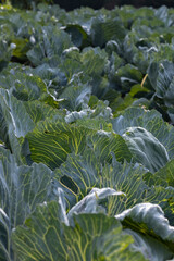 Organic Green Cabbage cultivation in the countryside, organic food agriculture, Polish ecological village, close up photography, Podkarpackie County, Poland