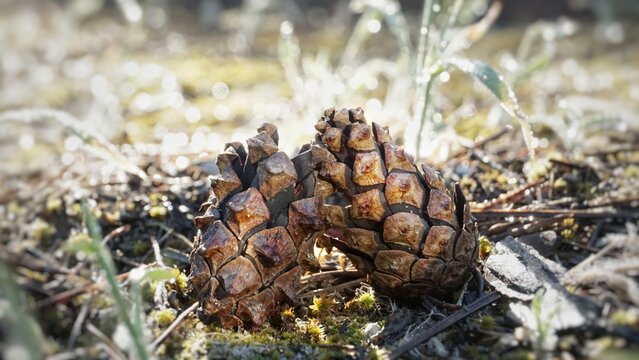 Pine cones in the forest.Two small dry closed cones stand on the ground on the grass in the forest
