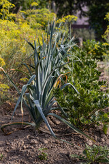 Organic vegetables cultivation in the countryside, organic food agriculture, Polish ecological village, close up photography, Podkarpackie County, Poland