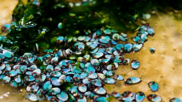 Abalone spat with turquoise shells crawl amongst sea lettuce in tank