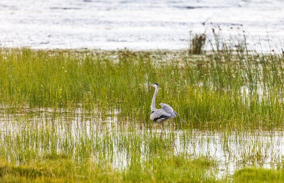 Baikal Lake. Gray heron in the swampy mouth of the Anga River on an August day