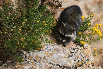 Naklejka premium Wild Raccoon. Procyon lotor. Funny young raccoon live and play on a rock. Wildlife America