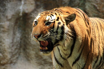 牙を剥くトラ