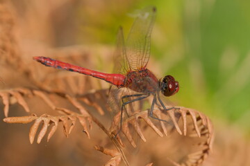 Red Dragonfly macro photography on a dried plant. Red Dragonfly in the nature.