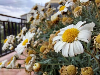 Margaritas marchitas