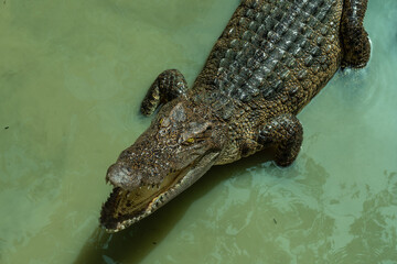 Crocodile swim on a lake