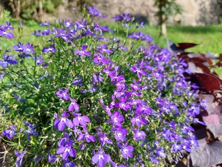 Grupito de flores tomando el sol
