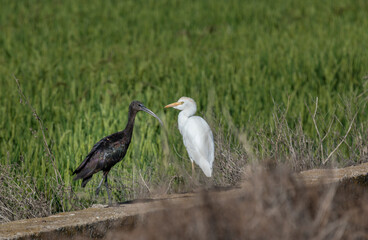 Albufera