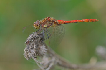 Red Dragonfly macro photography on a dried plant. Red Dragonfly in the nature.