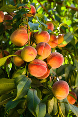 Fresh, ripe peaches on the tree. Rich harvest of peaches. Ripe fruits on the peach tree in the...