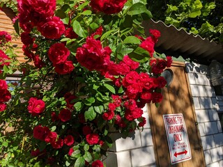 Bush of roses next to the cabin facilities with a funny poster on toilet door