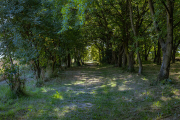 Natural park in the rural landscape of Poland, old forgotten village orchards, rural forested roads, natural countryside park in the light of the rising sun, Podkarpackie County, Poland