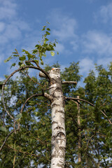 Natural park in the rural landscape of Poland, old forgotten village orchards, rural forested roads, natural countryside park in the light of the rising sun, Podkarpackie County, Poland