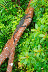 Water Monitor, Varanus salvator, Sinharaja National Park Rain Forest, UNESCO World Heritage Site Biosphere Reserve, Sri Lanka, Asia