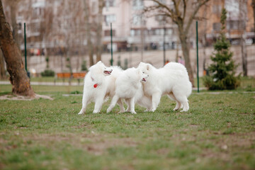 Samoyed dog running and playing in the park. Big white fluffy dogs on a walk