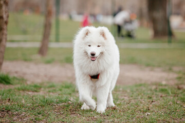 Samoyed dog in the park. Big white fluffy dog on a walk