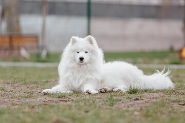 Samoyed dog in the park. Big white fluffy dog on a walk