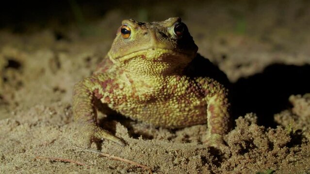 A big green toad sets on the ground in the forest at night