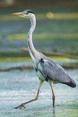 The great blue heron (Ardea herodias) is a large wading bird in the heron family Ardeidae, common near the shores of open water and in wetlands.