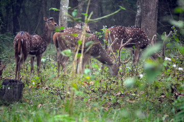 deer in the forest