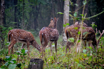 deer in the forest