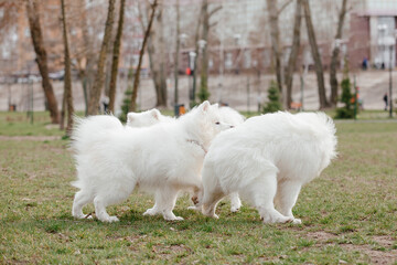 Samoyed dog running and playing in the park. Big white fluffy dogs on a walk