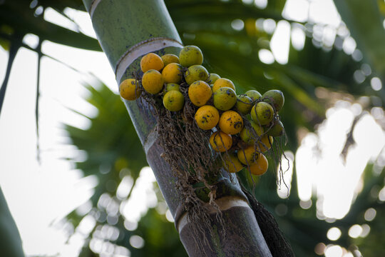 Betal palm or betal nut bunch on the tree, Karnataka, India