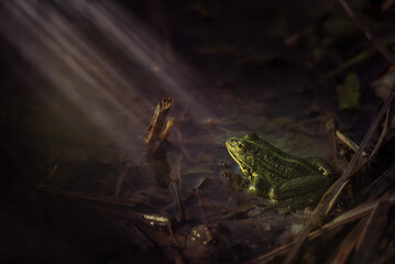Frosch auf dem Waldboden