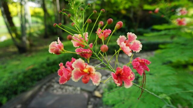 pink peacock flower.