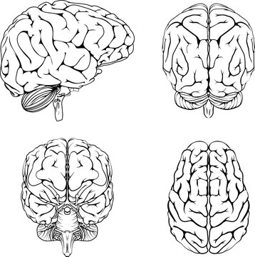 Brain from top side front and back