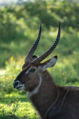 Beautiful portrait of a male waterbuck in profile at the sirocco wildlife sanctuary at lake naivasha in Kenya, Africa