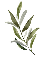 Watercolor of plain dark olive leaf
