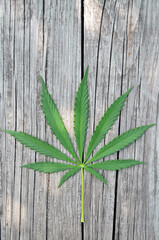 Green leaf of cannabis against a background of wood texture with copy space.