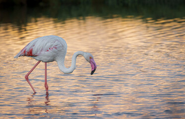 flamingo in the water © adrian