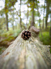 Pine cone on a fallen tree