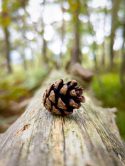 A close up of a pine cone on a fallen tree