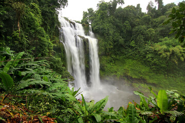 beautiful waterfall in green forest